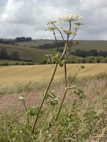 Pictured here growing along the edge of the Sussex Downs, near Brighton, England.